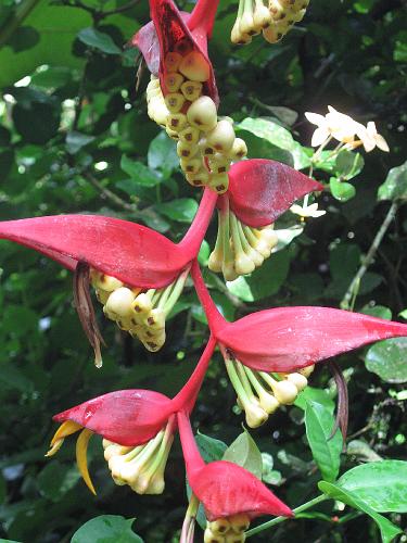 Pendant Heliconia